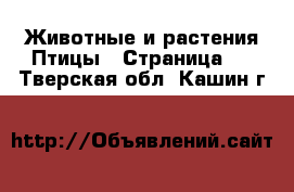 Животные и растения Птицы - Страница 2 . Тверская обл.,Кашин г.